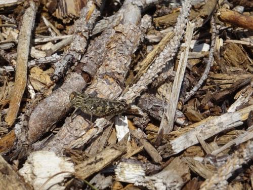 Calliptamus sp.